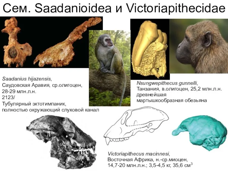 Сем. Saadanioidea и Victoriapithecidae Nsungwepithecus gunnelli, Танзания, в.олигоцен, 25,2 млн.л.н.