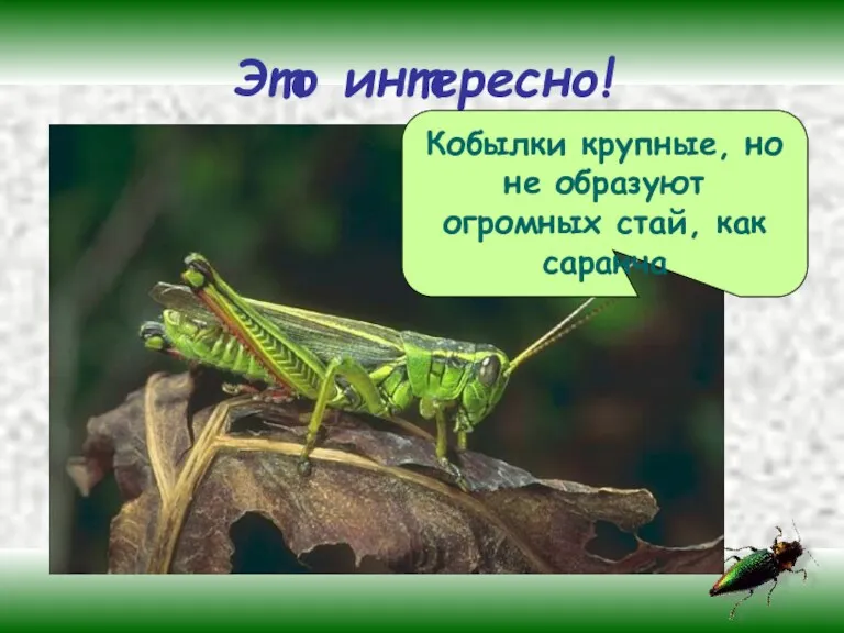 Это интересно! Кобылки крупные, но не образуют огромных стай, как саранча