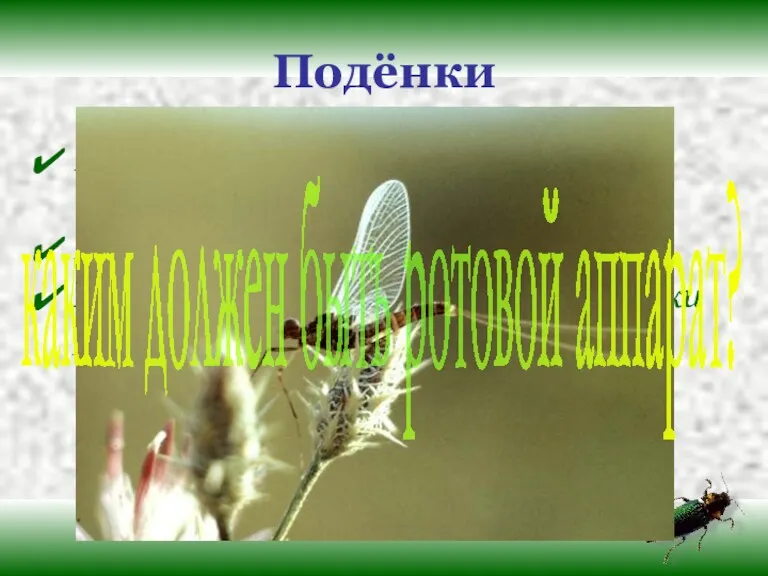 Подёнки Во взрослом состоянии живут один или несколько дней. Взрослые