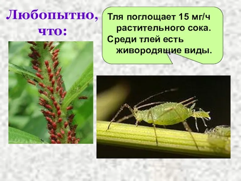 Любопытно, что: Тля поглощает 15 мг/ч растительного сока. Среди тлей есть живородящие виды.