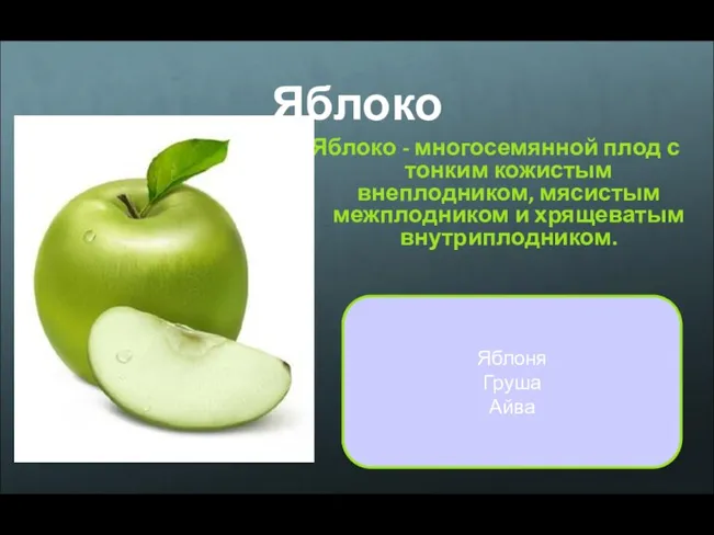 Яблоко Яблоко - многосемянной плод с тонким кожистым внеплодником, мясистым
