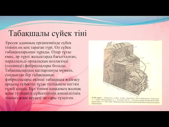 Табақшалы сүйек тіні Ересек адамның организмінде сүйек тінінің ең кең