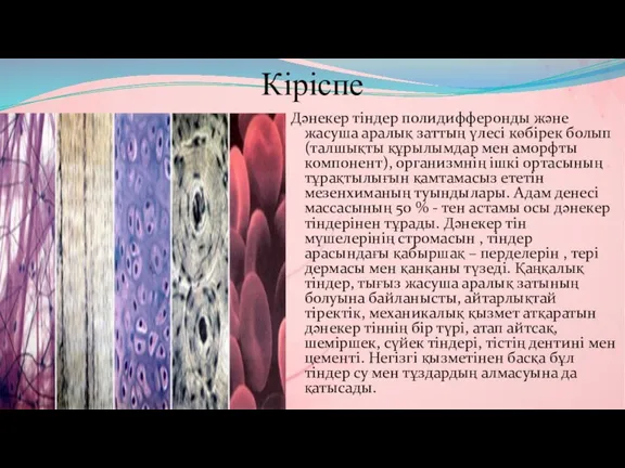 Кіріспе Дәнекер тіндер полидифферонды және жасуша аралық заттың үлесі көбірек