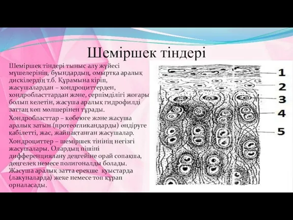 Шеміршек тіндері Шеміршек тіндері тыныс алу жүйесі мүшелерінің, буындардың, омыртқа