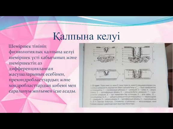 Қалпына келуі Шеміршек тінінің физиологиялық қалпына келуі шеміршек үсті қабығының