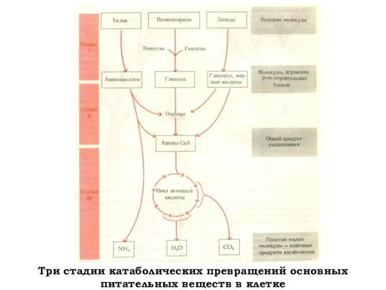 Три стадии катаболических превращений основных питательных веществ в клетке