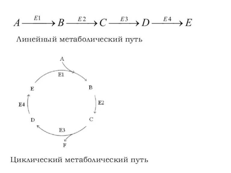 Линейный метаболический путь Циклический метаболический путь