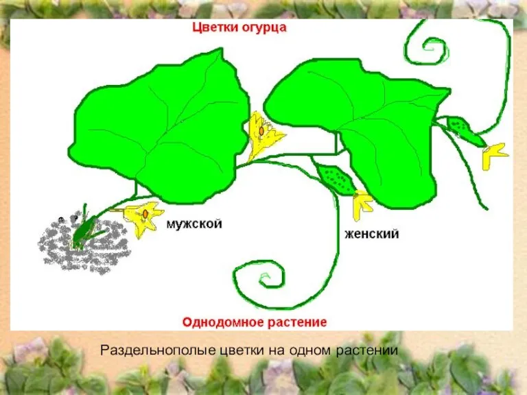 Раздельнополые цветки на одном растении