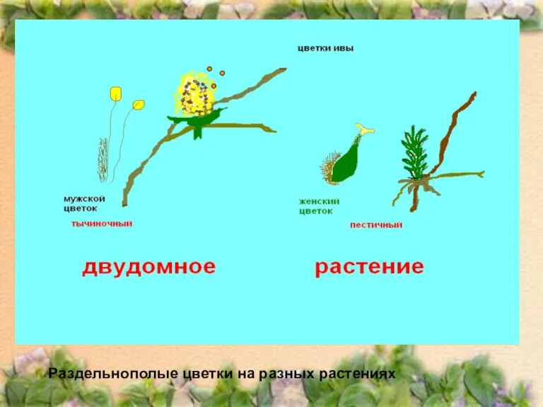 Раздельнополые цветки на разных растениях