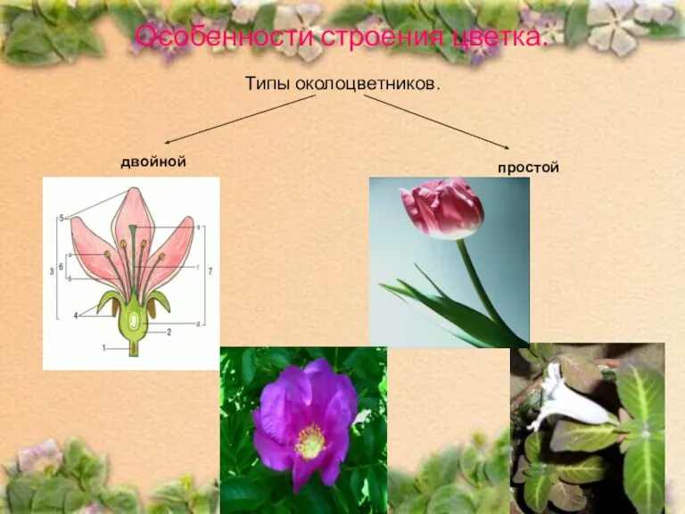 Особенности строения цветка. Типы околоцветников. двойной простой