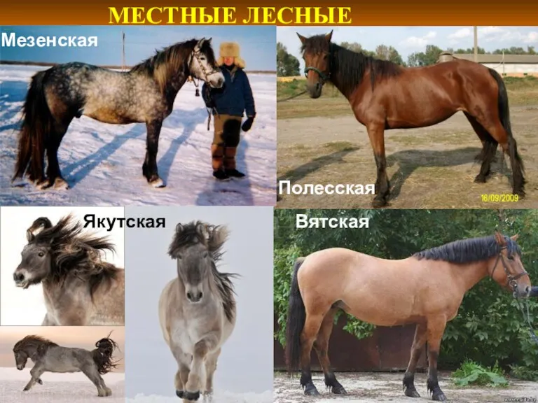 Якутская Вятская МЕСТНЫЕ ЛЕСНЫЕ Мезенская Полесская