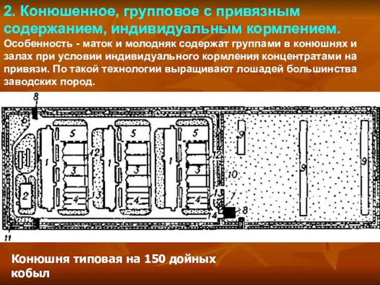 2. Конюшенное, групповое с привязным содержанием, индивидуальным кормлением. Особенность -