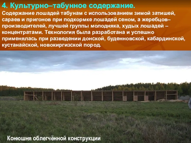 4. Культурно–табунное содержание. Содержание лошадей табунам с использованием зимой затишей,