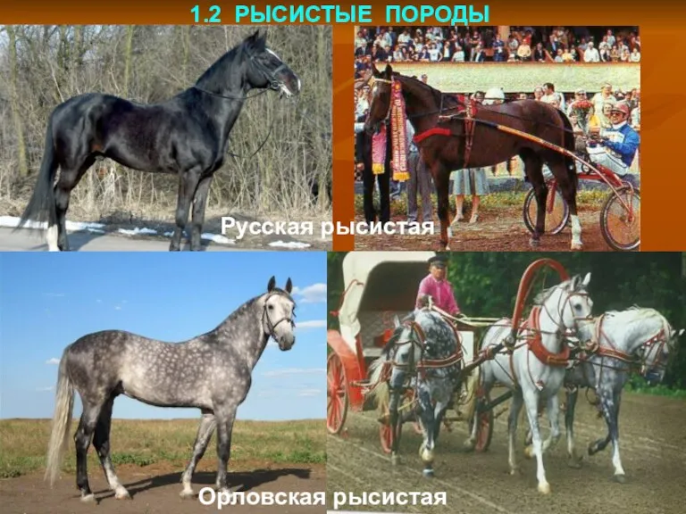 1.2 РЫСИСТЫЕ ПОРОДЫ Русская рысистая Орловская рысистая