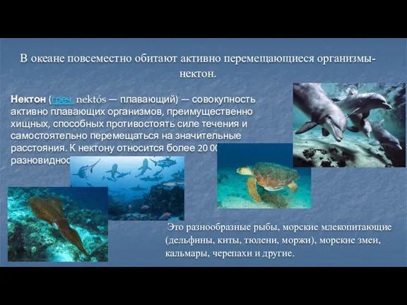 В океане повсеместно обитают активно перемещающиеся организмы-нектон. Нектон (греч. nektós