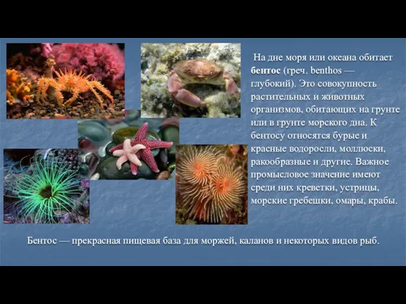 На дне моря или океана обитает бентос (греч. benthos —