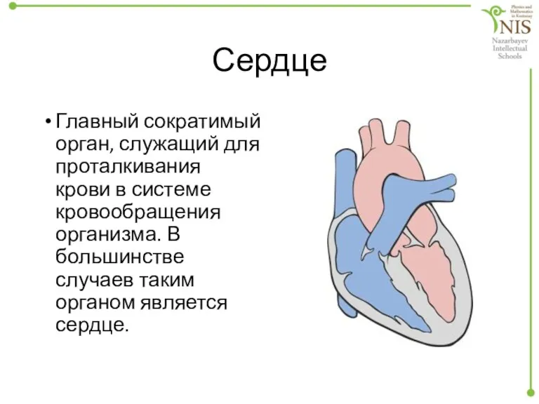Сердце Главный сократимый орган, служащий для проталкивания крови в системе