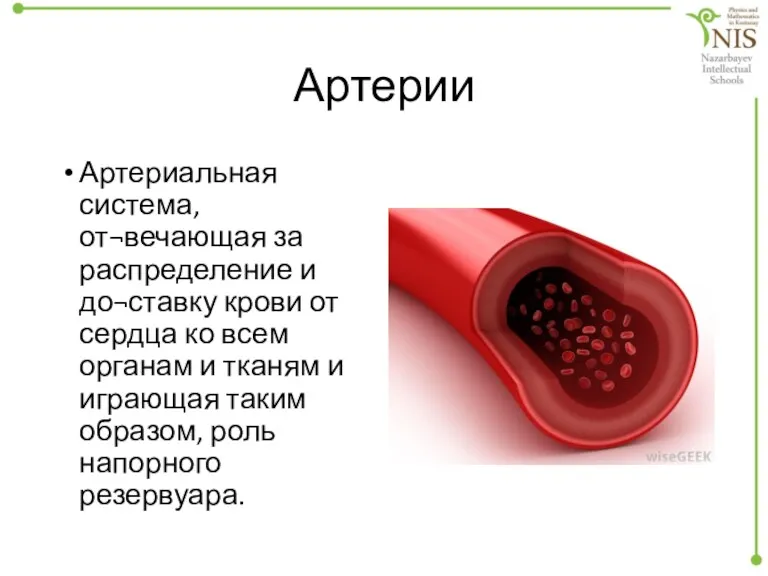 Артерии Артериальная система, от¬вечающая за распределение и до¬ставку крови от