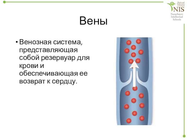 Вены Венозная система, представляющая собой резервуар для крови и обеспечивающая ее возврат к сердцу.