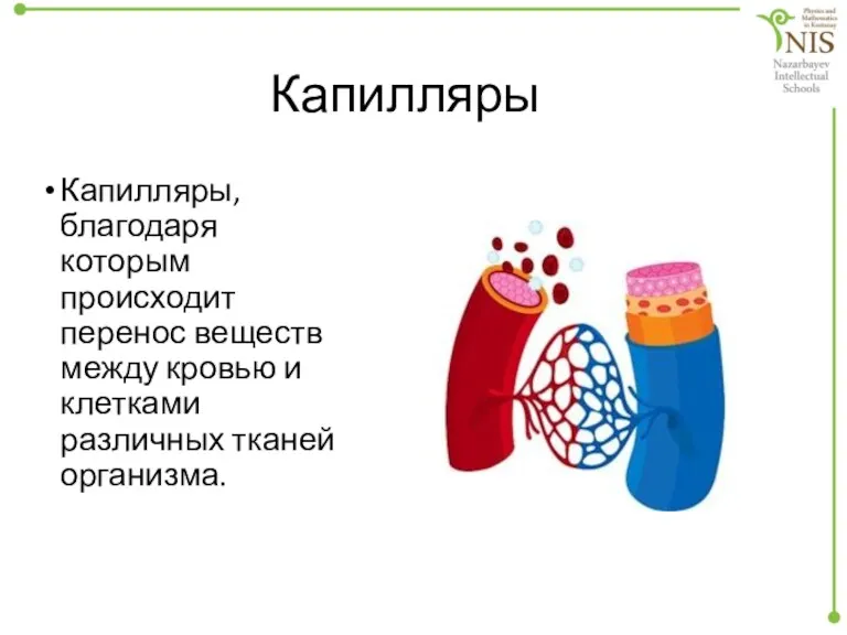 Капилляры Капилляры, благодаря которым происходит перенос веществ между кровью и клетками различных тканей организма.