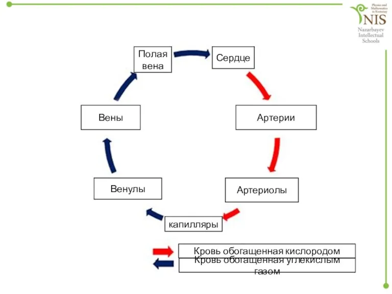 Полая вена Сердце Артерии Артериолы капилляры Венулы Вены Кровь обогащенная кислородом Кровь обогащенная углекислым газом