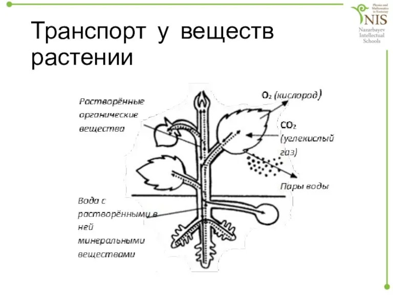 Транспорт у веществ растении