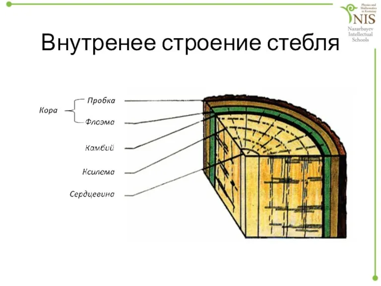 Внутренее строение стебля