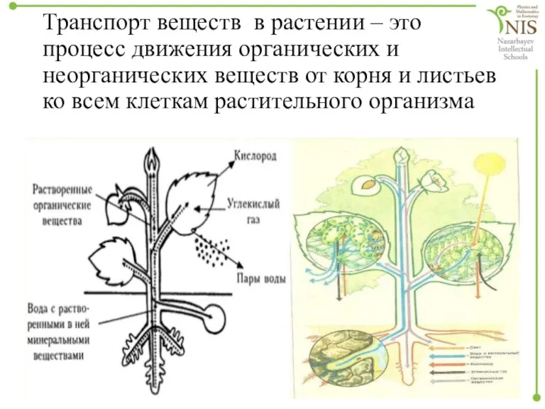 Транспорт веществ в растении – это процесс движения органических и