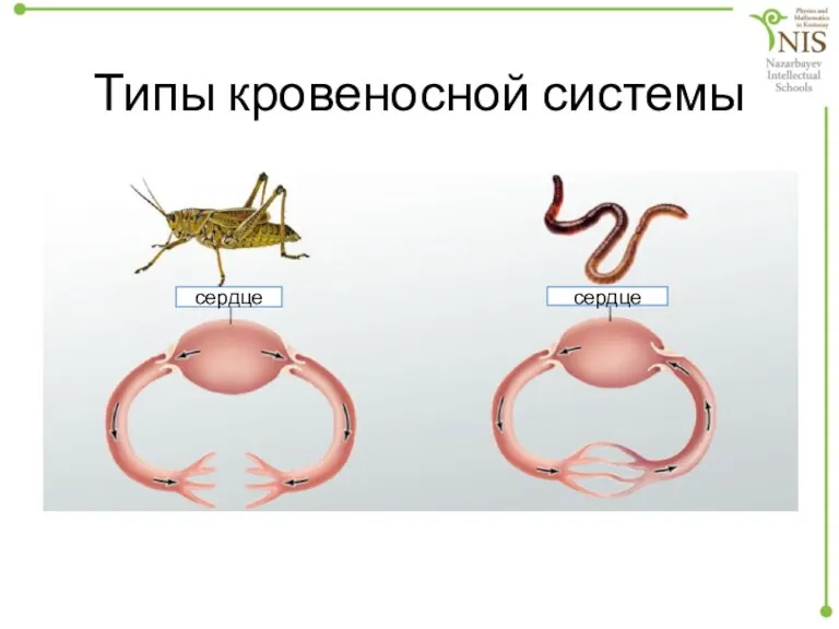 Типы кровеносной системы сердце сердце