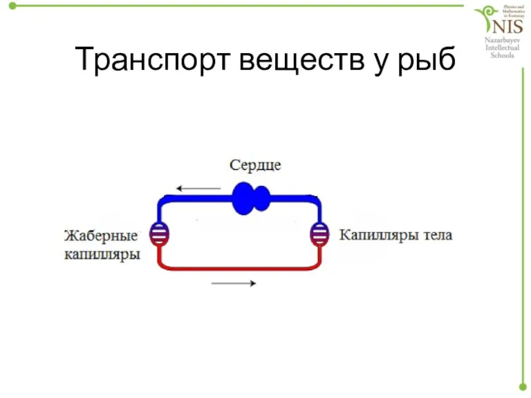 Транспорт веществ у рыб