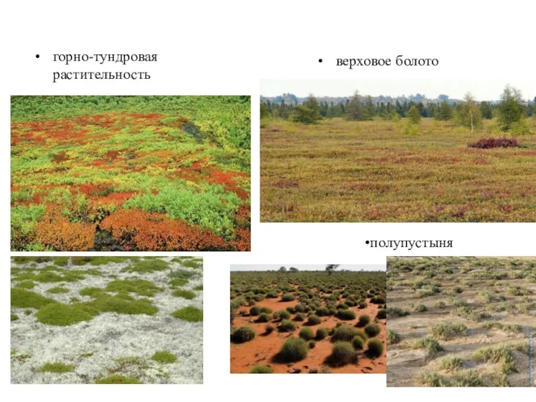 горно-тундровая растительность верховое болото полупустыня