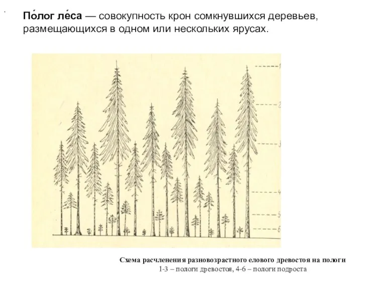 По́лог ле́са — совокупность крон сомкнувшихся деревьев, размещающихся в одном