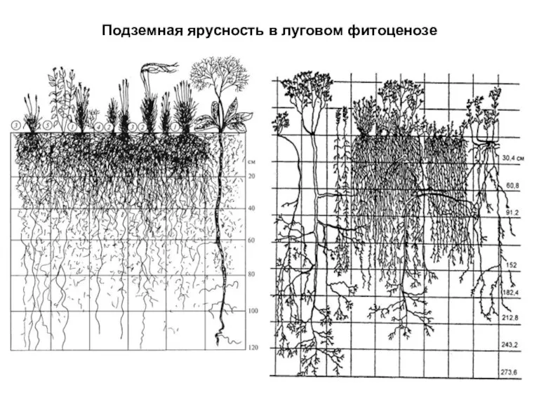 Подземная ярусность в луговом фитоценозе