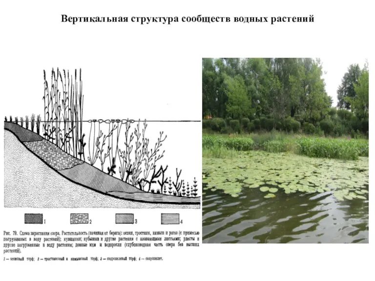 Вертикальная структура сообществ водных растений