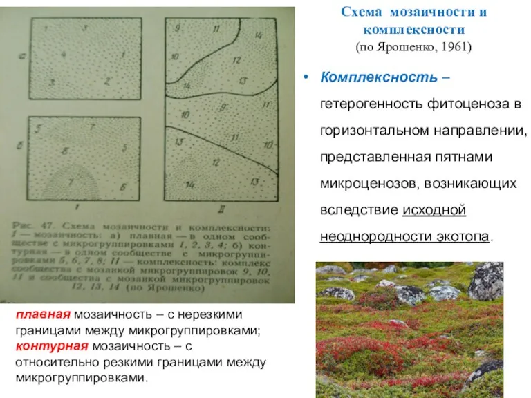 Схема мозаичности и комплексности (по Ярошенко, 1961) Комплексность – гетерогенность