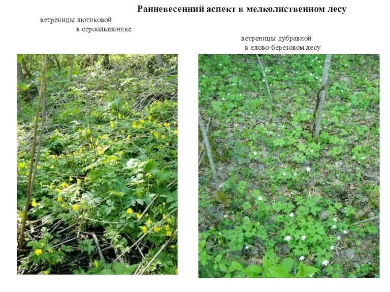 Ранневесенний аспект в мелколиственном лесу ветреницы лютиковой в сероольшанике ветреницы дубравной в елово-березовом лесу