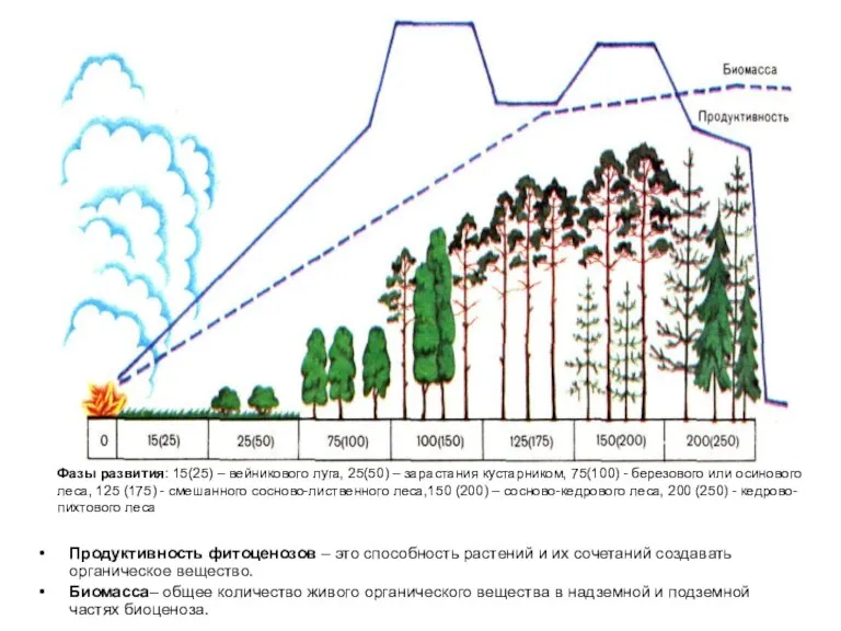 Продуктивность фитоценозов – это способность растений и их сочетаний создавать