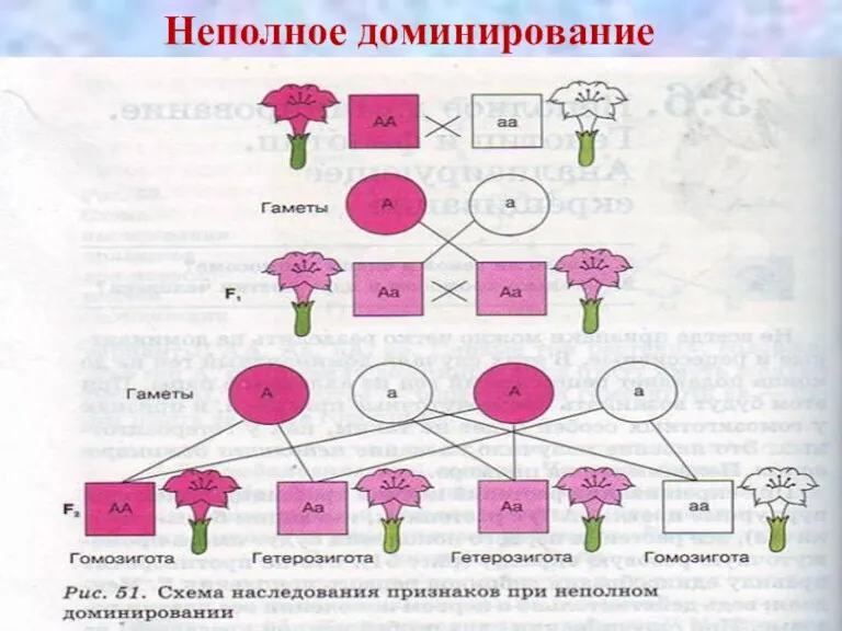 Неполное доминирование