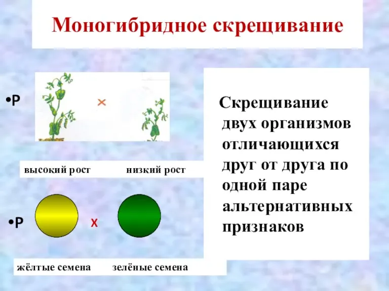 Моногибридное скрещивание Скрещивание двух организмов отличающихся друг от друга по