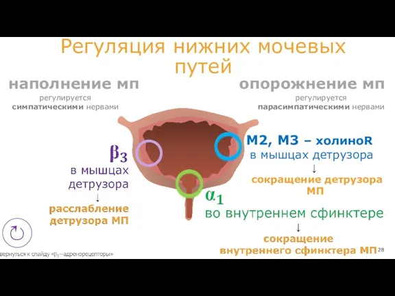 Регуляция нижних мочевых путей М2, М3 – холиноR в мышцах детрузора ↓ сокращение