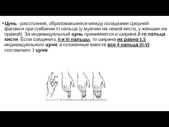 Цунь - расстояние, образовавшееся между складками средней фаланги при сгибании