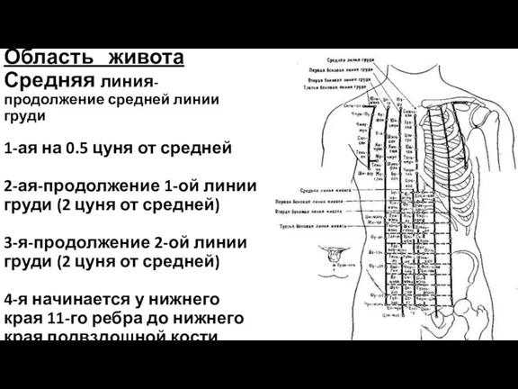 Область живота Средняя линия-продолжение средней линии груди 1-ая на 0.5