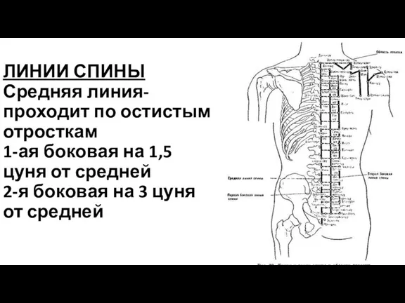 ЛИНИИ СПИНЫ Средняя линия-проходит по остистым отросткам 1-ая боковая на