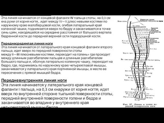 Передненаружная линия ноги Эта линия начинается от концевой фаланги IV