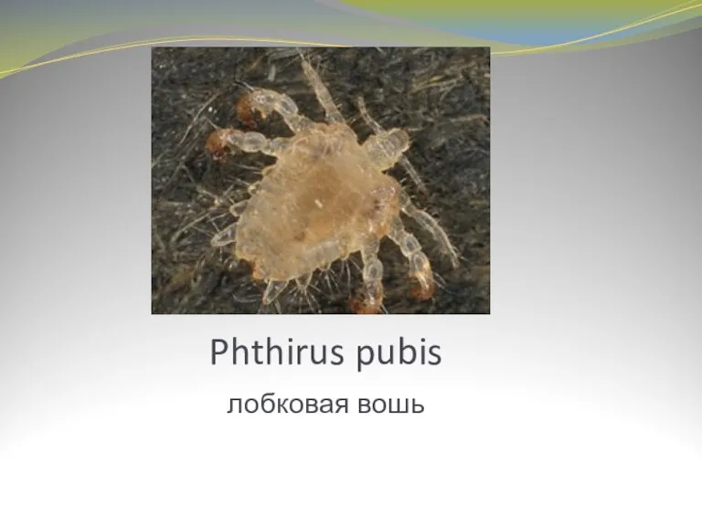 Phthirus pubis лобковая вошь