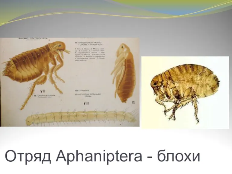 Отряд Aphaniptera - блохи