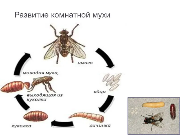 Развитие комнатной мухи