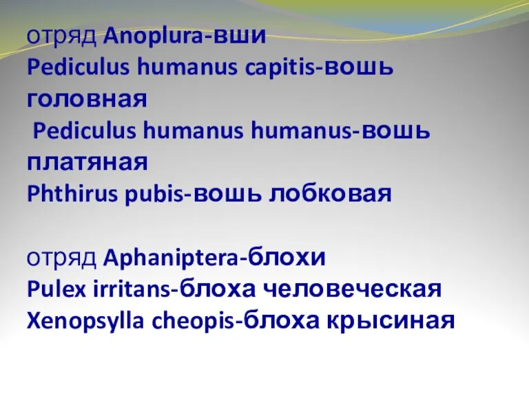 отряд Anoplura-вши Pediculus humanus capitis-вошь головная Pediculus humanus humanus-вошь платяная