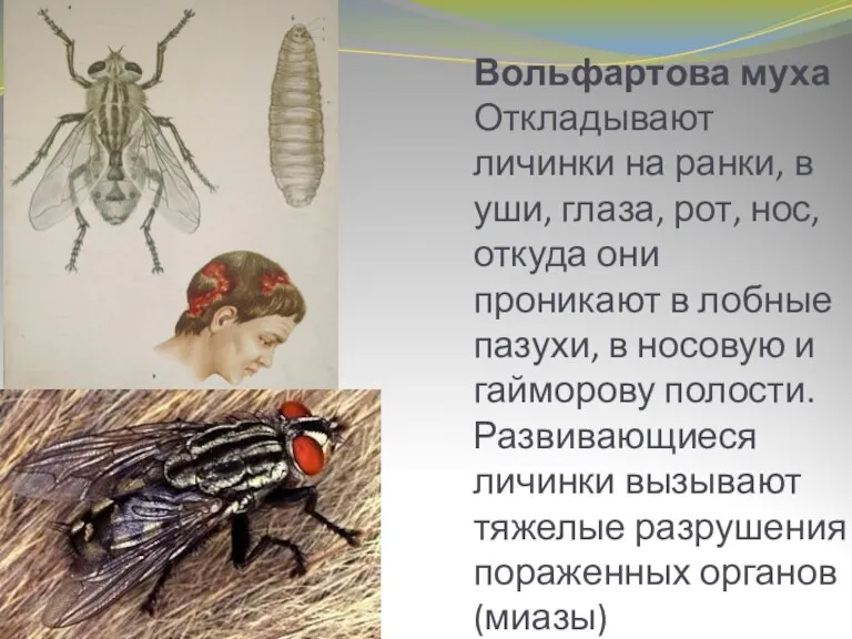 Вольфартова муха Откладывают личинки на ранки, в уши, глаза, рот,