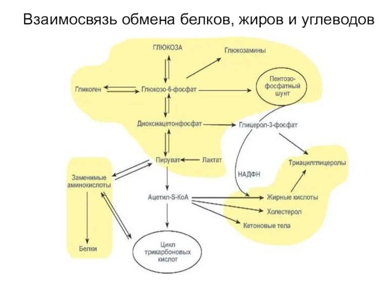 Взаимосвязь обмена белков, жиров и углеводов